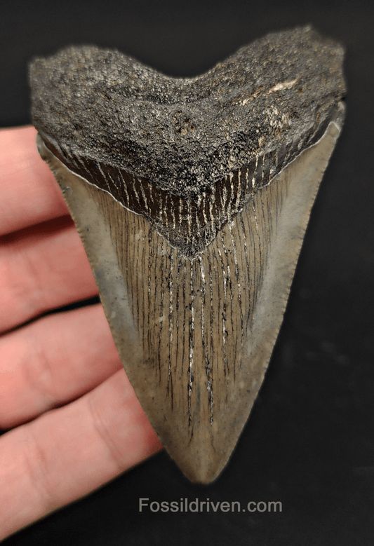 3.38" South Carolina Megalodon Tooth - Complete Specimen - Authentic Fossil Shark Tooth - Fossil Driven