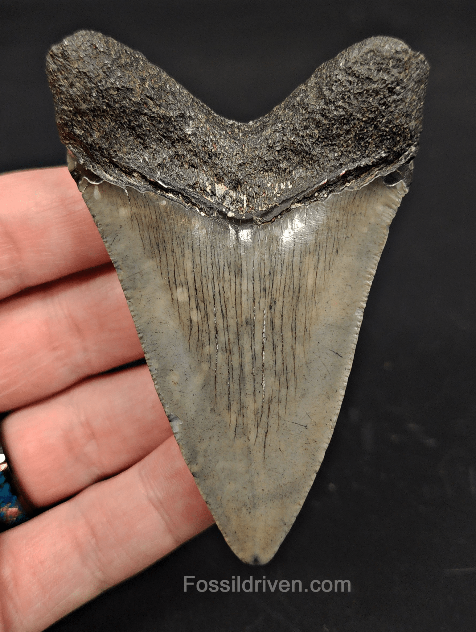 3.38" South Carolina Megalodon Tooth - Complete Specimen - Authentic Fossil Shark Tooth - Fossil Driven