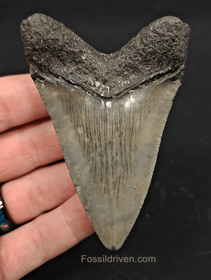3.38" South Carolina Megalodon Tooth - Complete Specimen - Authentic Fossil Shark Tooth - Fossil Driven