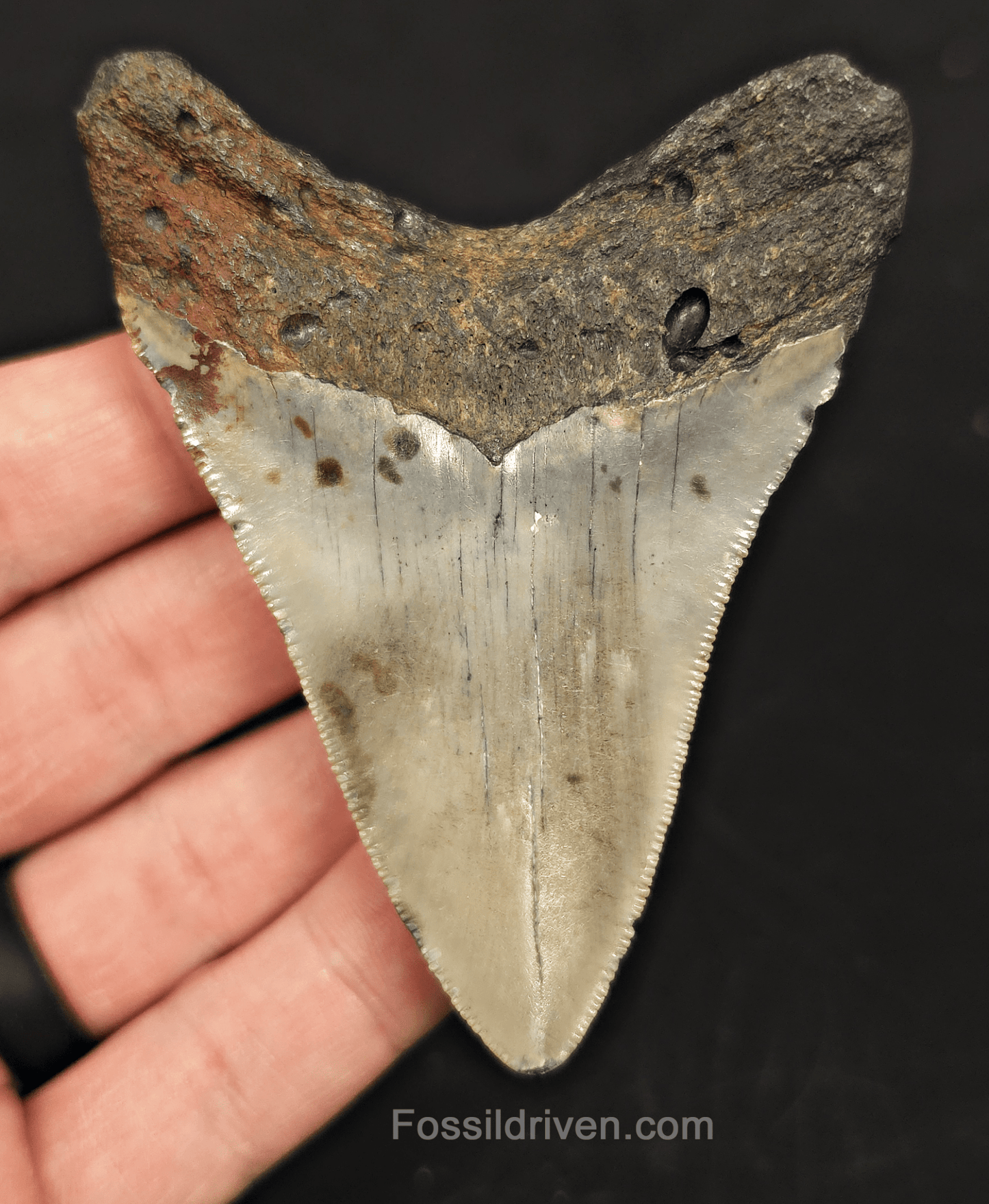 3.39" North Carolina Megalodon Tooth - Complete Specimen - Authentic Fossil Shark Tooth - Fossil Driven
