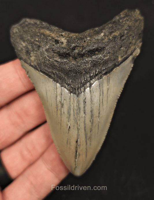 3.39" North Carolina Megalodon Tooth - Complete Specimen - Authentic Fossil Shark Tooth - Fossil Driven