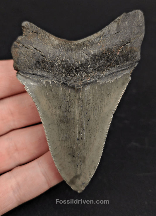 3.39" South Carolina Megalodon Tooth - Serrated Specimen - Authentic Fossil Shark Tooth - Fossil Driven