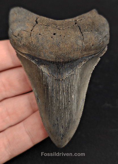 3.39" South Carolina Megalodon Tooth - Serrated Specimen - Authentic Fossil Shark Tooth - Fossil Driven