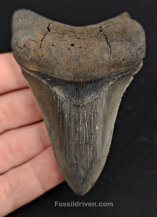 3.39" South Carolina Megalodon Tooth - Serrated Specimen - Authentic Fossil Shark Tooth - Fossil Driven
