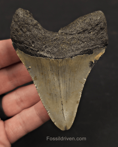 3.40" Fossil Megalodon Tooth – North Carolina | Fossil Driven - Fossil Driven