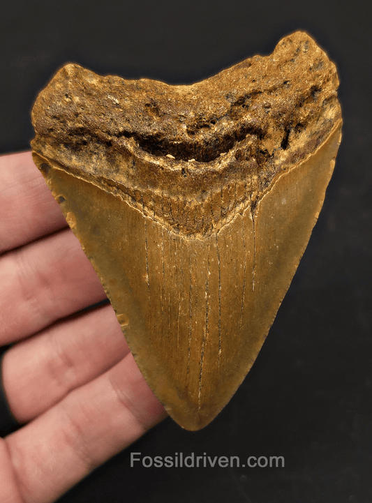 3.41" Fossil Megalodon Tooth – North Carolina | Fossil Driven - Fossil Driven