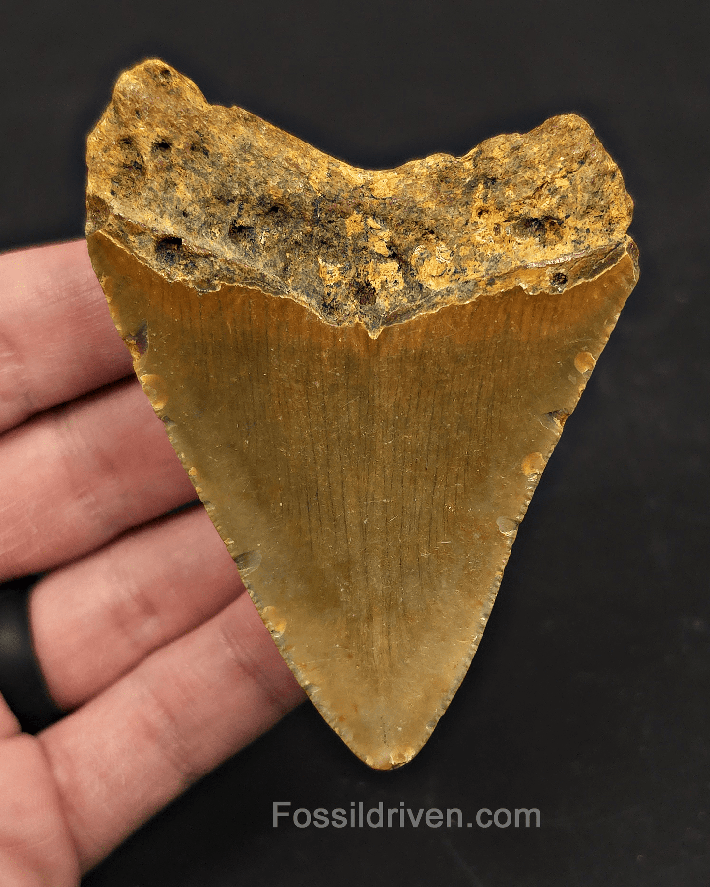 3.41" Fossil Megalodon Tooth – North Carolina | Fossil Driven - Fossil Driven