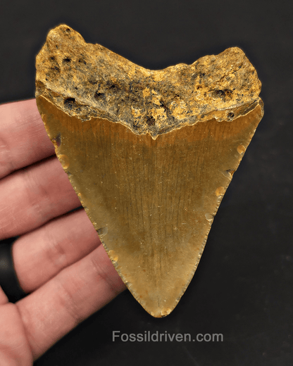 3.41" Fossil Megalodon Tooth – North Carolina | Fossil Driven - Fossil Driven