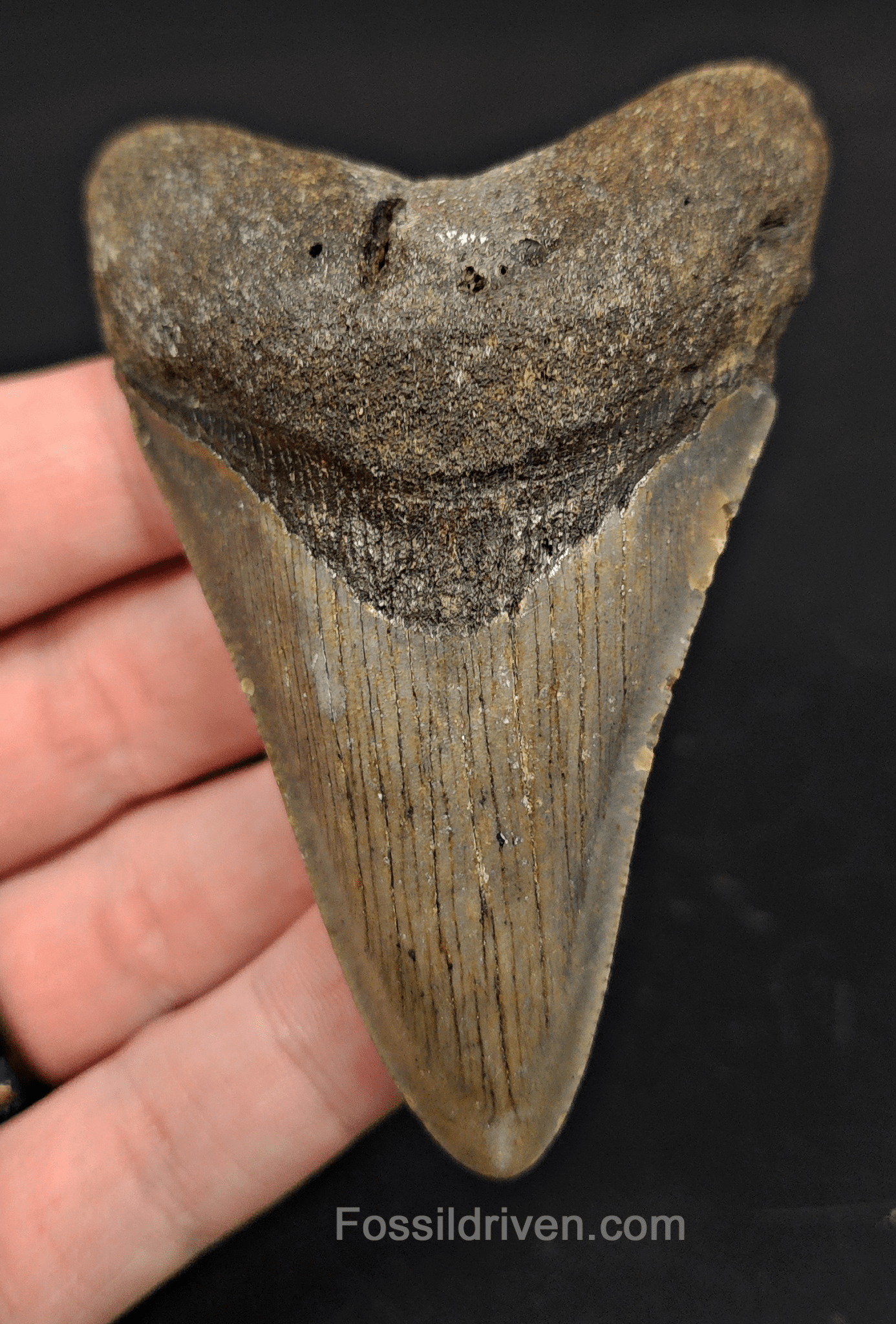 3.43" North Carolina Megalodon Tooth - Complete Specimen - Authentic Fossil Shark Tooth - Fossil Driven