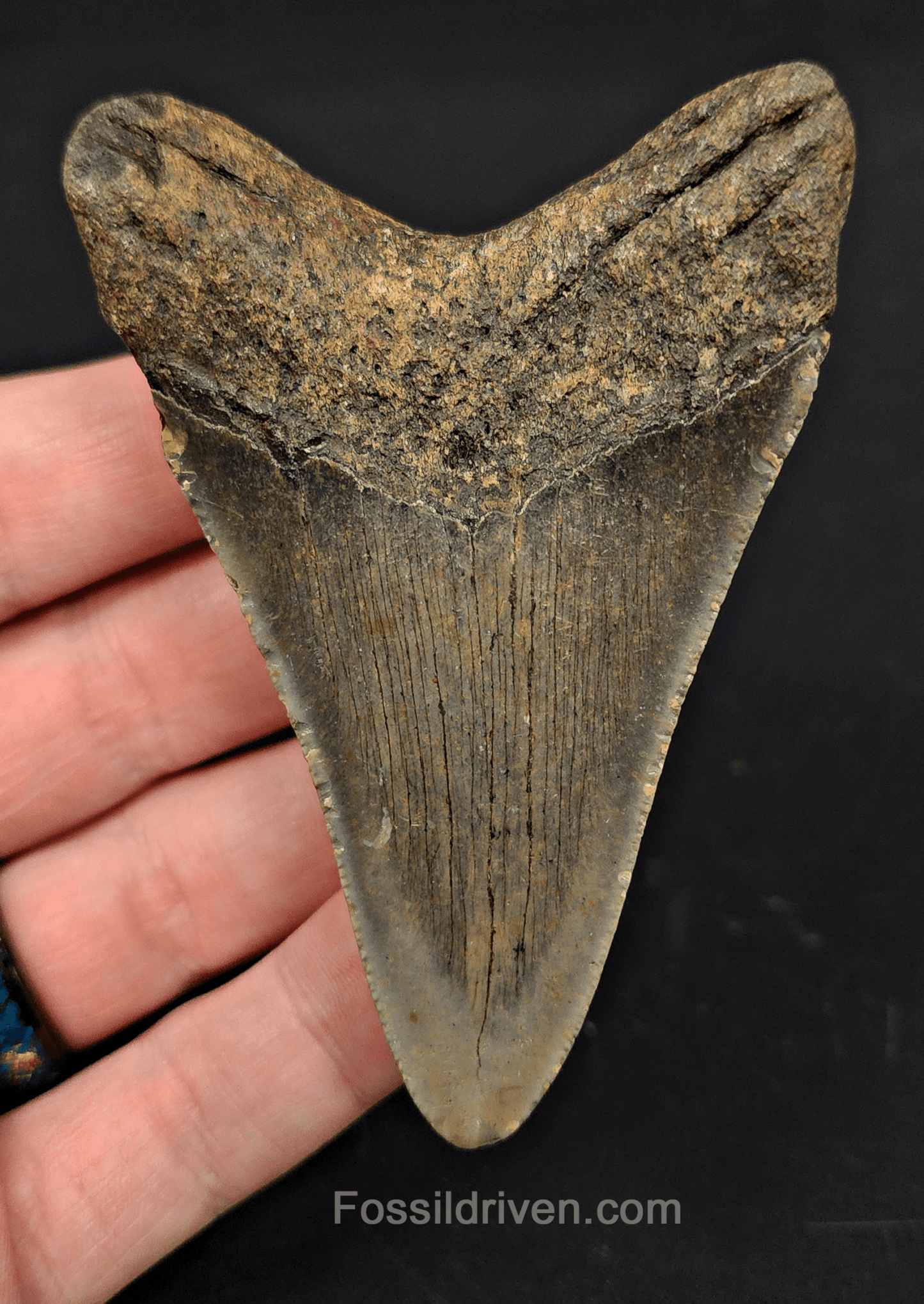 3.43" North Carolina Megalodon Tooth - Complete Specimen - Authentic Fossil Shark Tooth - Fossil Driven