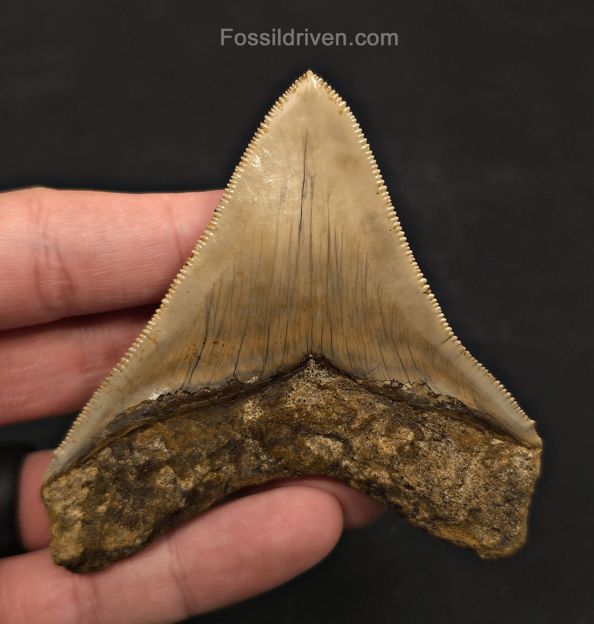 3.43" Posterior Fossil Megalodon Tooth for Sale - Java, Indonesia - Fossil Driven