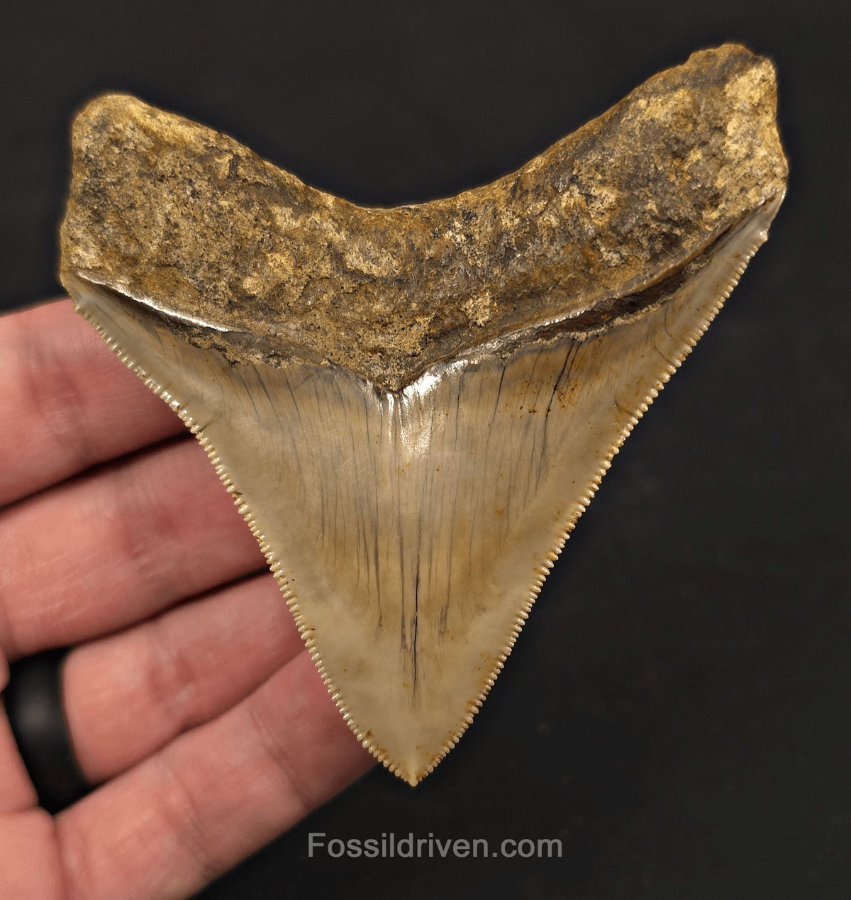 3.43" Posterior Fossil Megalodon Tooth for Sale - Java, Indonesia - Fossil Driven