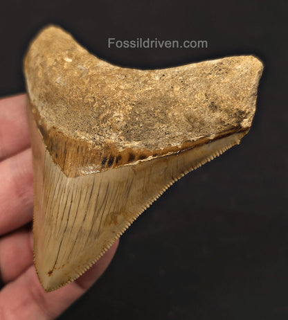 3.43" Posterior Fossil Megalodon Tooth for Sale - Java, Indonesia - Fossil Driven