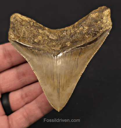 3.43" Posterior Fossil Megalodon Tooth for Sale - Java, Indonesia - Fossil Driven