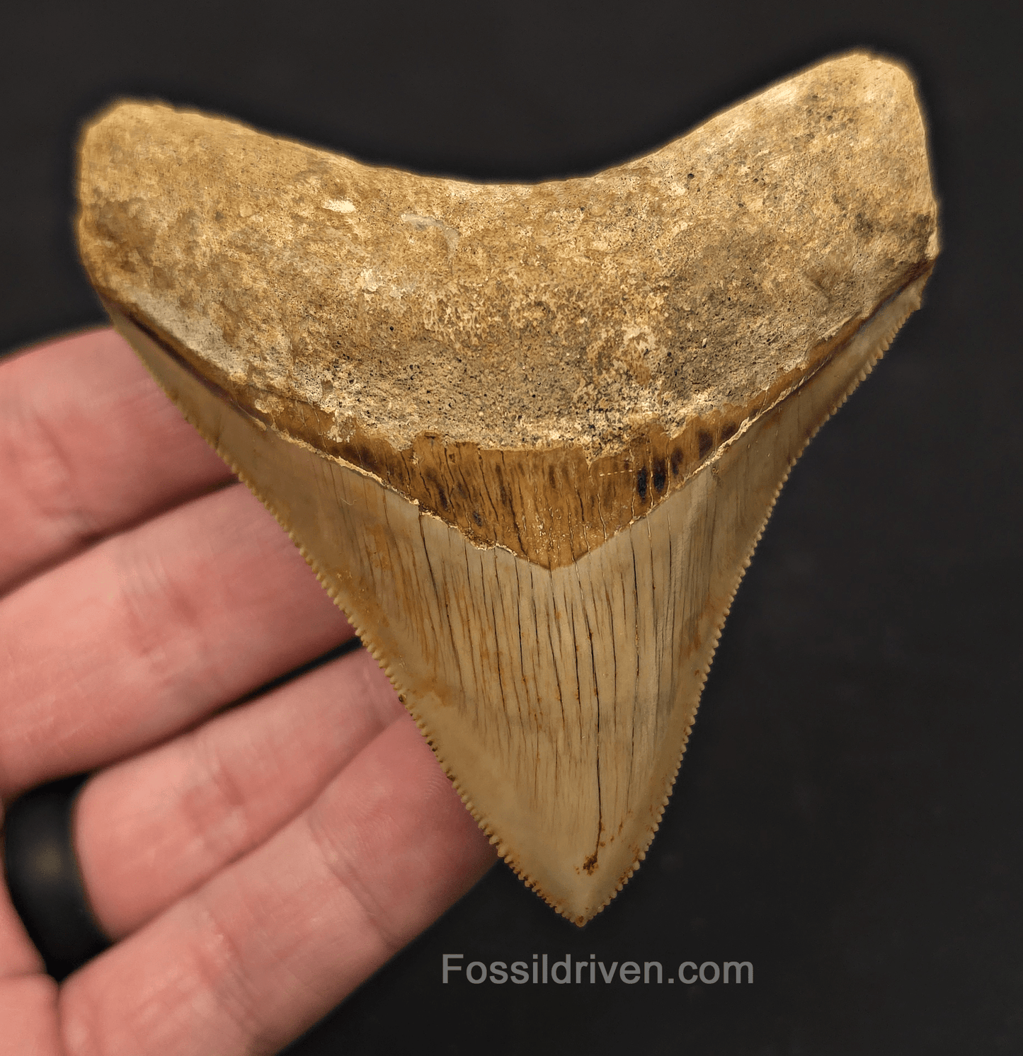 3.43" Posterior Fossil Megalodon Tooth for Sale - Java, Indonesia - Fossil Driven