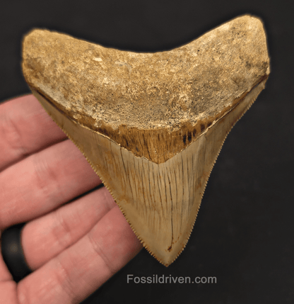 3.43" Posterior Fossil Megalodon Tooth for Sale - Java, Indonesia - Fossil Driven