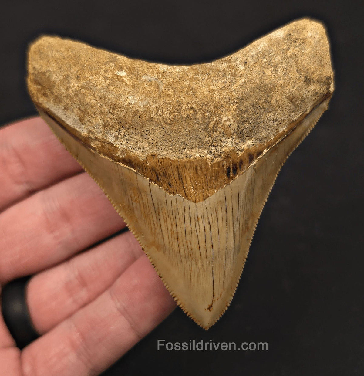 3.43" Posterior Fossil Megalodon Tooth for Sale - Java, Indonesia - Fossil Driven