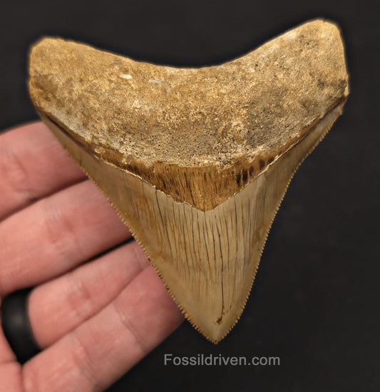 3.43" Posterior Fossil Megalodon Tooth for Sale - Java, Indonesia - Fossil Driven