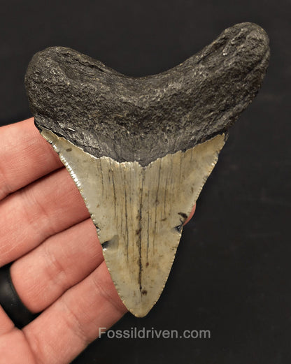 3.44" Fossil Megalodon Tooth - North Carolina | Fossil Driven - Fossil Driven