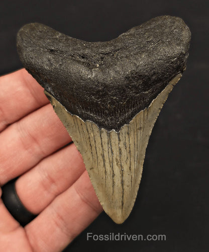 3.44" Fossil Megalodon Tooth - North Carolina | Fossil Driven - Fossil Driven