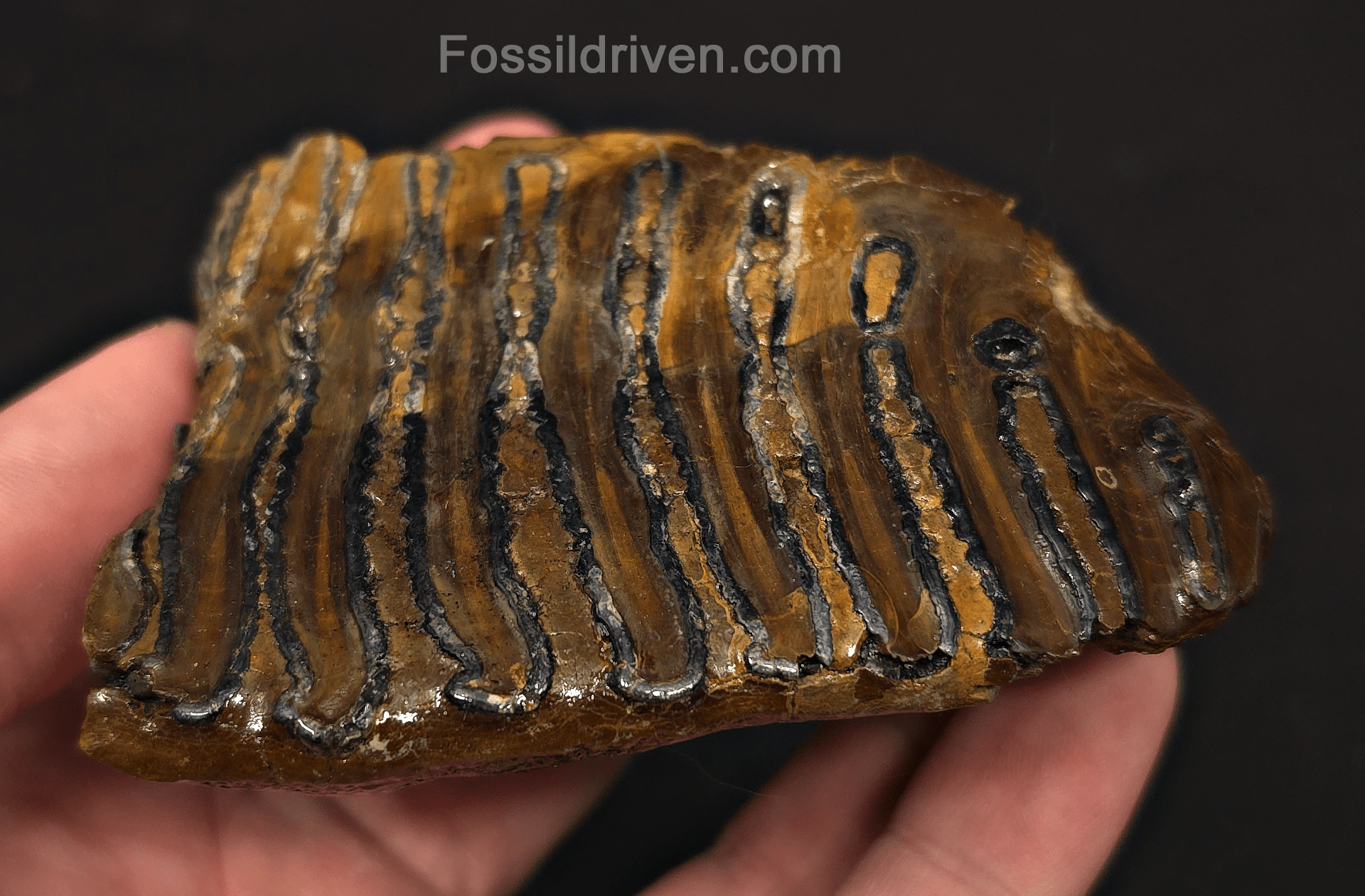 3.46" Fossil Woolly Mammoth Tooth – North Sea | Fossil Driven - Fossil Driven