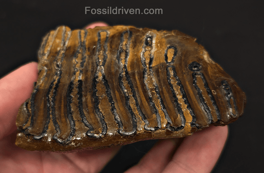 3.46" Fossil Woolly Mammoth Tooth – North Sea | Fossil Driven - Fossil Driven