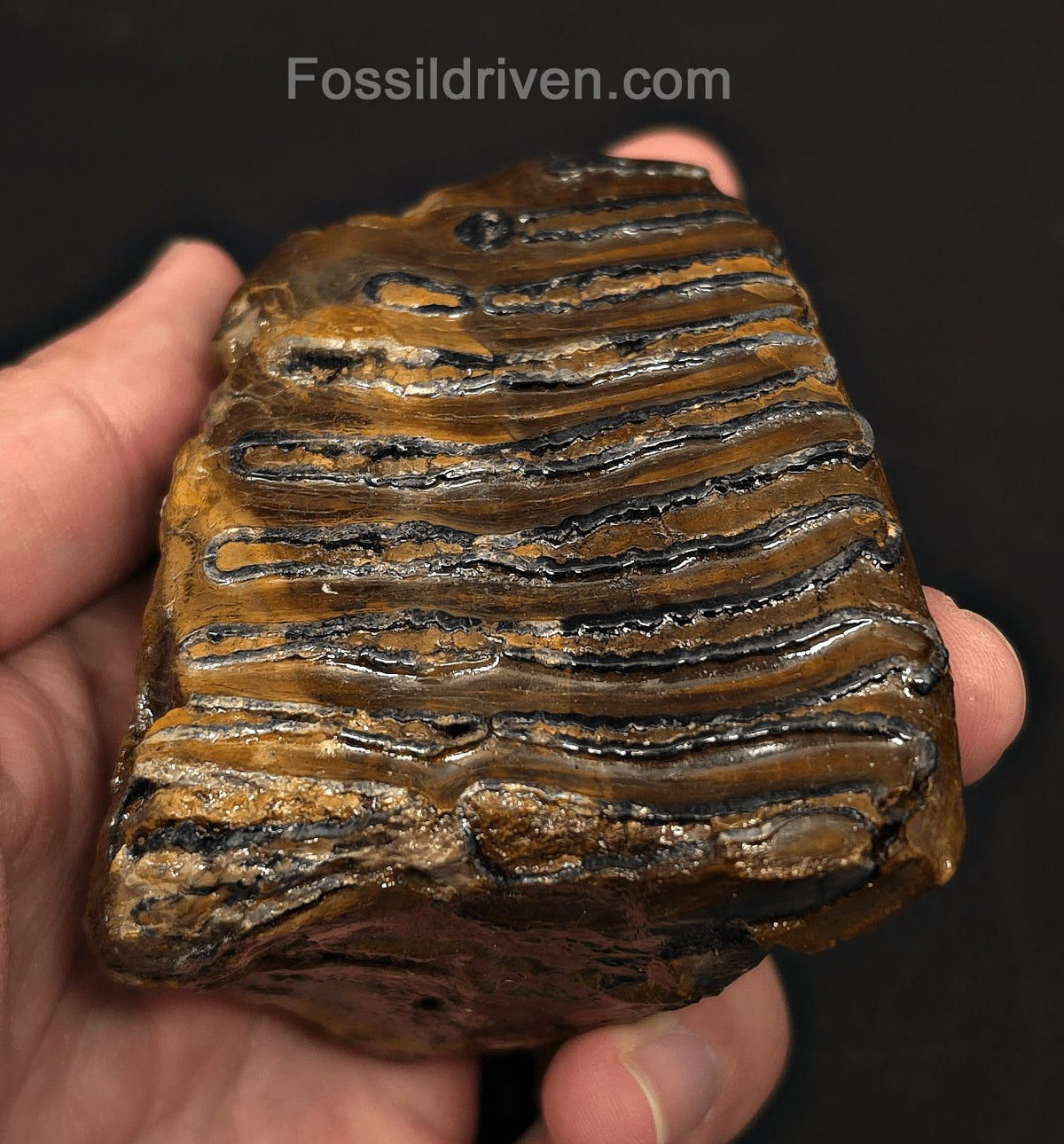 3.46" Fossil Woolly Mammoth Tooth – North Sea | Fossil Driven - Fossil Driven