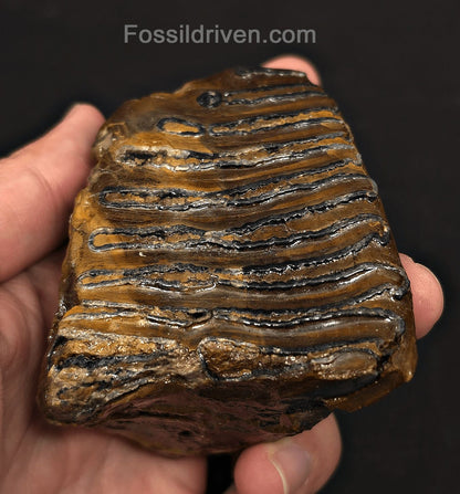 3.46" Fossil Woolly Mammoth Tooth – North Sea | Fossil Driven - Fossil Driven