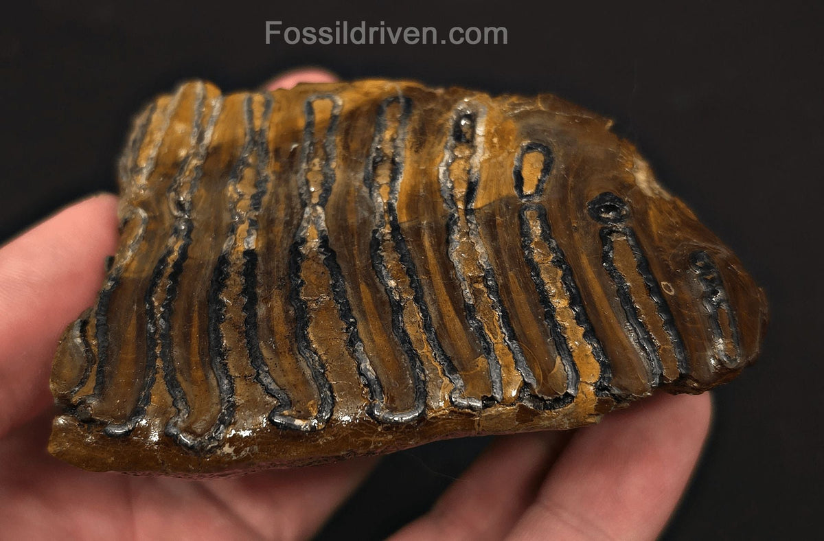 3.46" Fossil Woolly Mammoth Tooth – North Sea | Fossil Driven - Fossil Driven