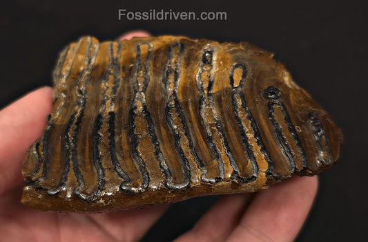 3.46" Fossil Woolly Mammoth Tooth – North Sea | Fossil Driven - Fossil Driven