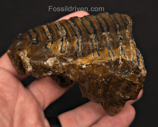 3.46" Fossil Woolly Mammoth Tooth – North Sea | Fossil Driven - Fossil Driven