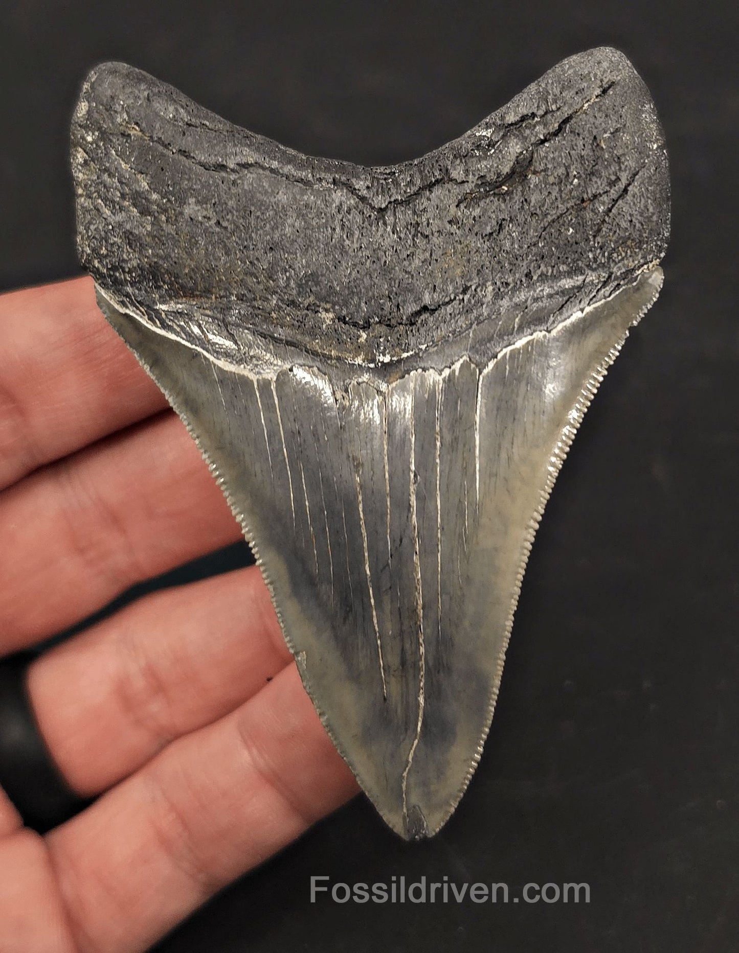 3.46" High-Quality Fossil Megalodon Tooth - Charleston, South Carolina - Fossil Driven