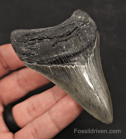 3.46" High-Quality Fossil Megalodon Tooth - Charleston, South Carolina - Fossil Driven