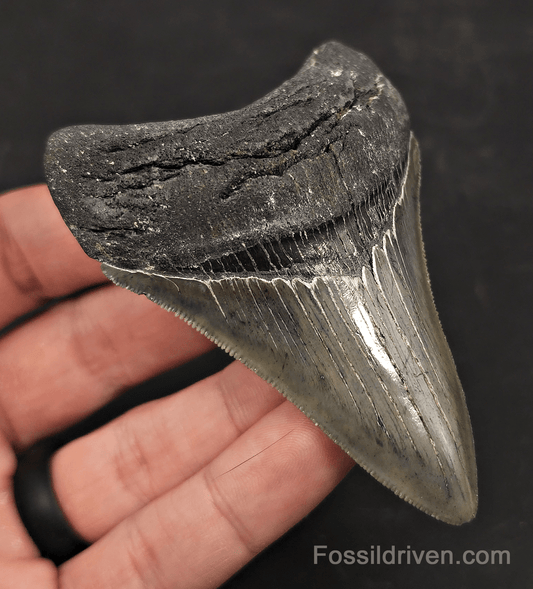 3.46" High-Quality Fossil Megalodon Tooth - Charleston, South Carolina - Fossil Driven