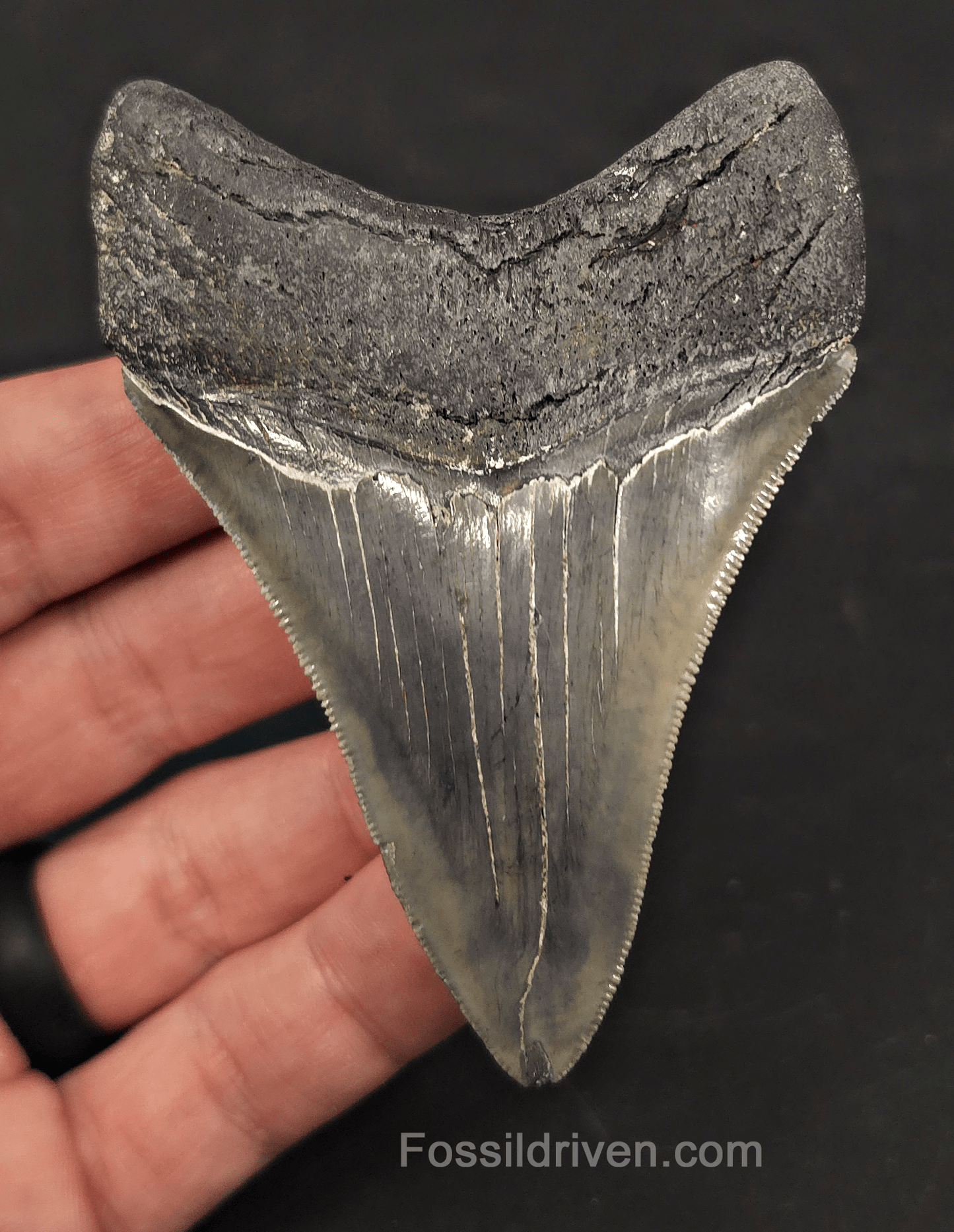3.46" High-Quality Fossil Megalodon Tooth - Charleston, South Carolina - Fossil Driven