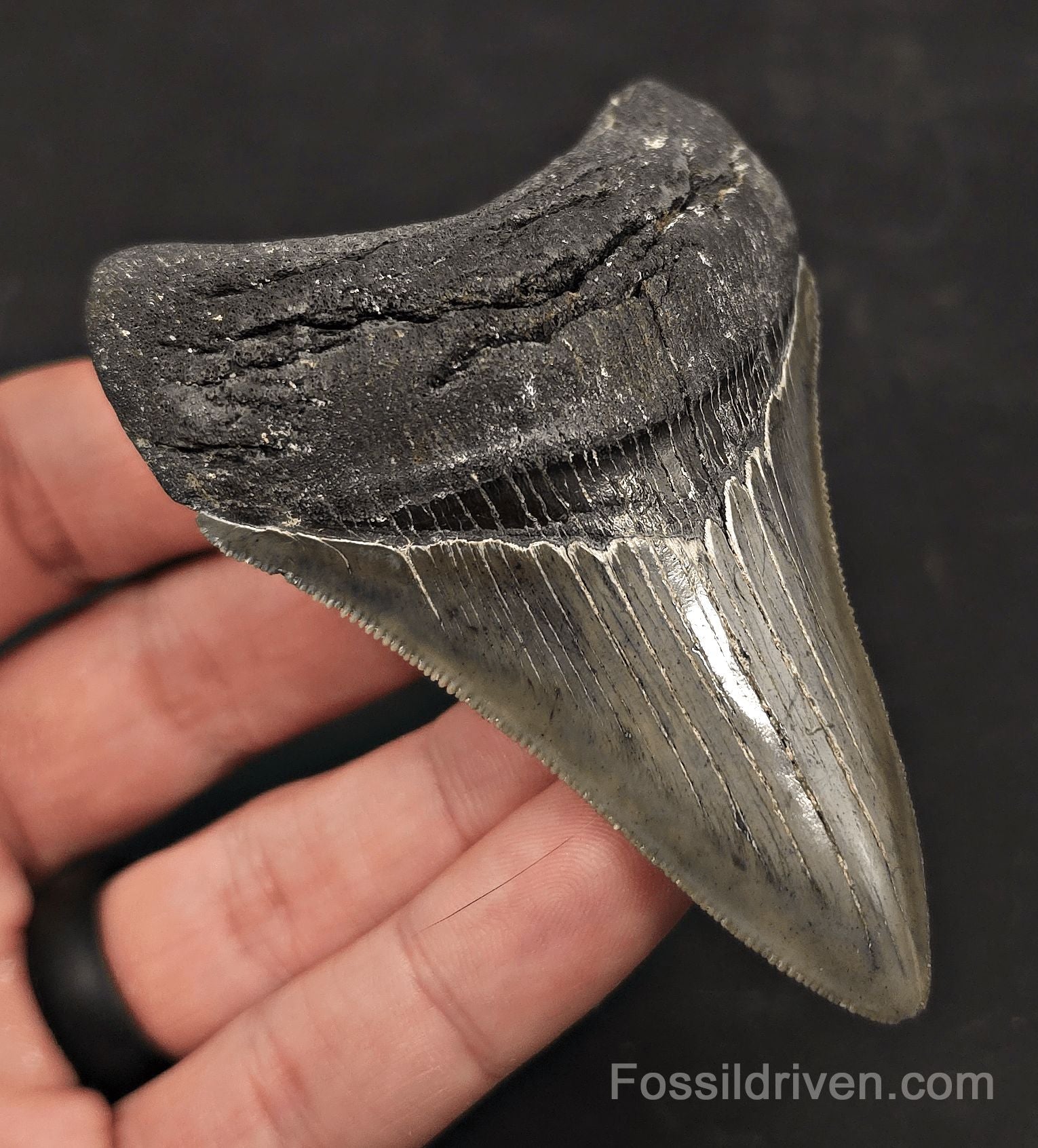 3.46" High-Quality Fossil Megalodon Tooth - Charleston, South Carolina - Fossil Driven