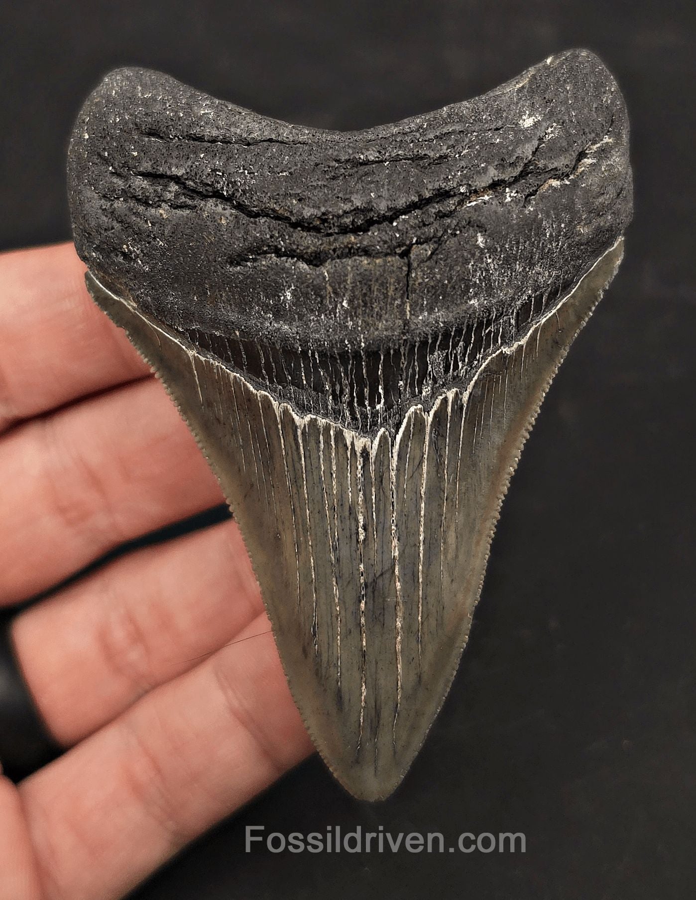3.46" High-Quality Fossil Megalodon Tooth - Charleston, South Carolina - Fossil Driven