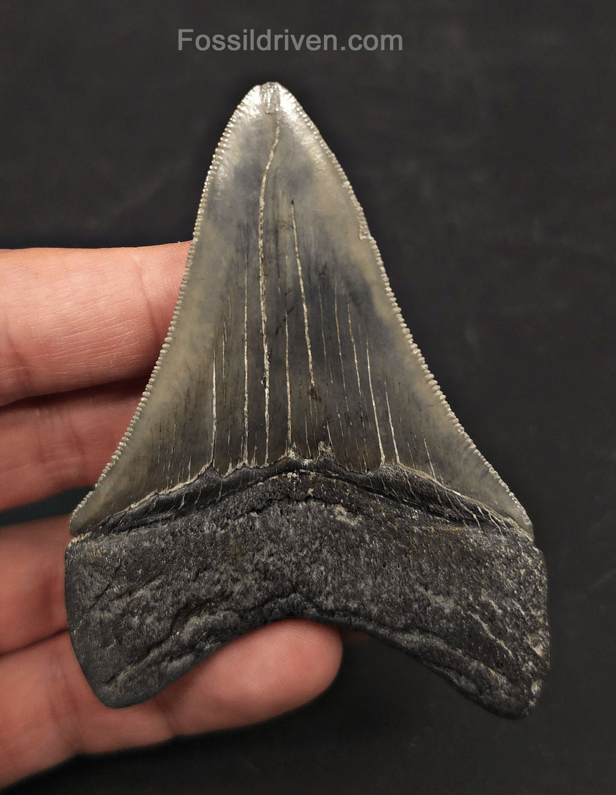 3.46" High-Quality Fossil Megalodon Tooth - Charleston, South Carolina - Fossil Driven