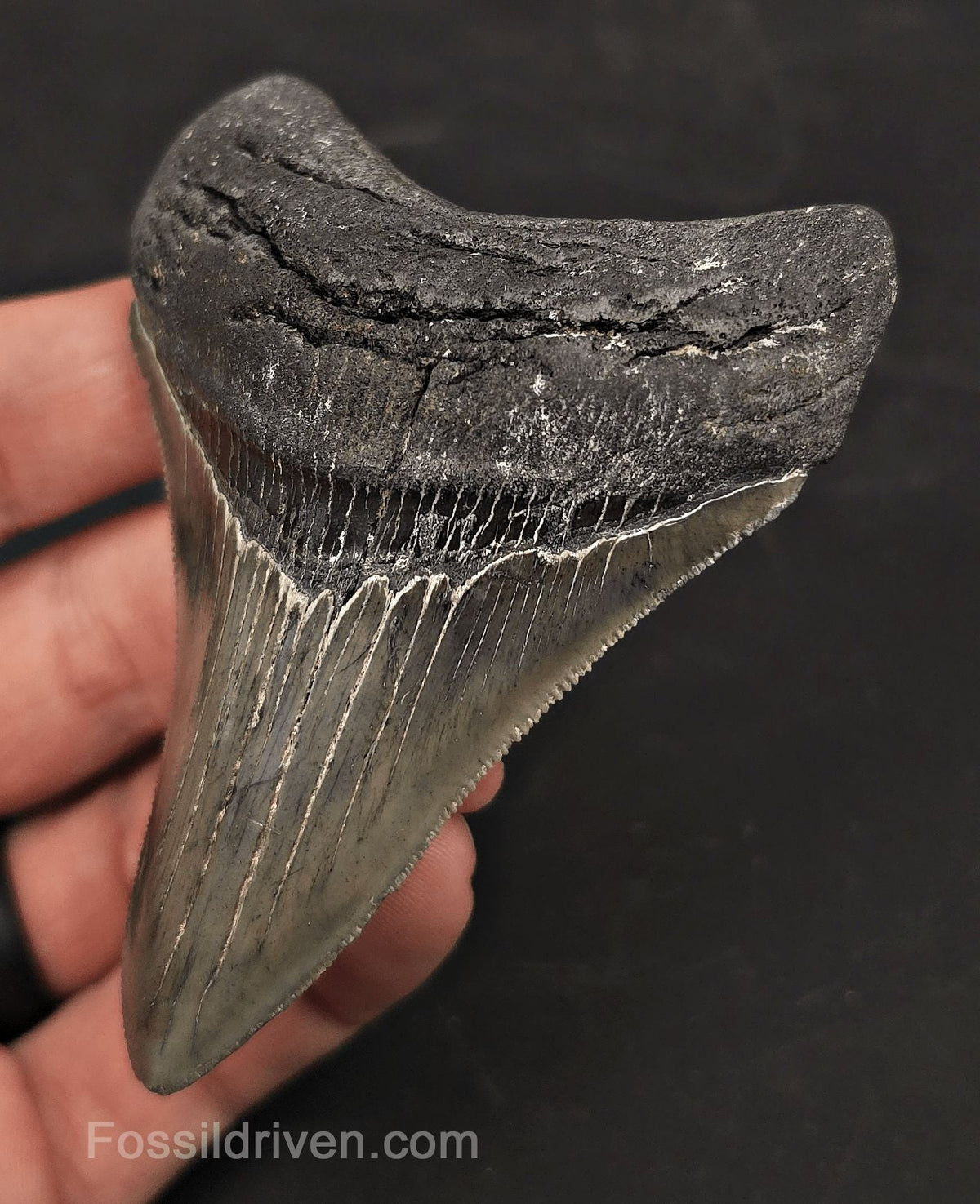 3.46" High-Quality Fossil Megalodon Tooth - Charleston, South Carolina - Fossil Driven