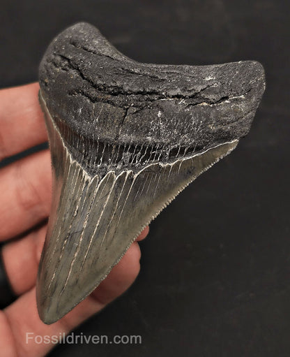 3.46" High-Quality Fossil Megalodon Tooth - Charleston, South Carolina - Fossil Driven