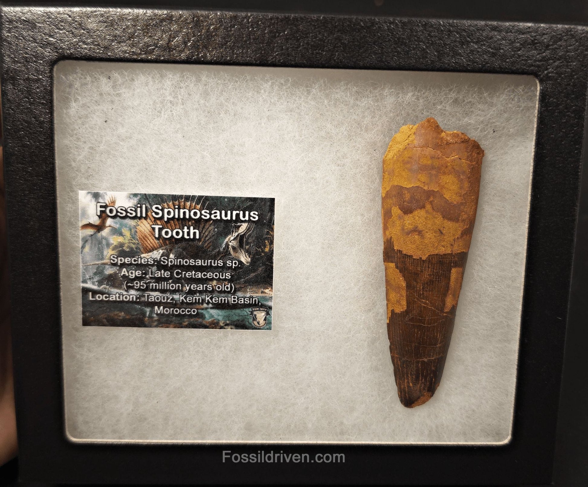 3.47" Fossil Spinosaurus Tooth - Real Dinosaur Tooth - Fossil Driven