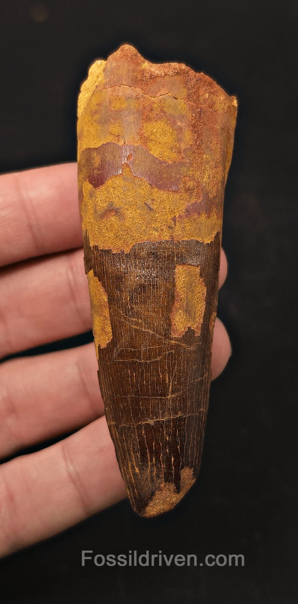 3.47" Fossil Spinosaurus Tooth - Real Dinosaur Tooth - Fossil Driven