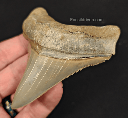 3.48" Fossil Chubutensis Shark Tooth - Lee Creek - Authentic Fossil - Fossil Driven