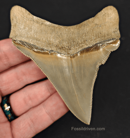 3.48" Fossil Chubutensis Shark Tooth - Lee Creek - Authentic Fossil - Fossil Driven