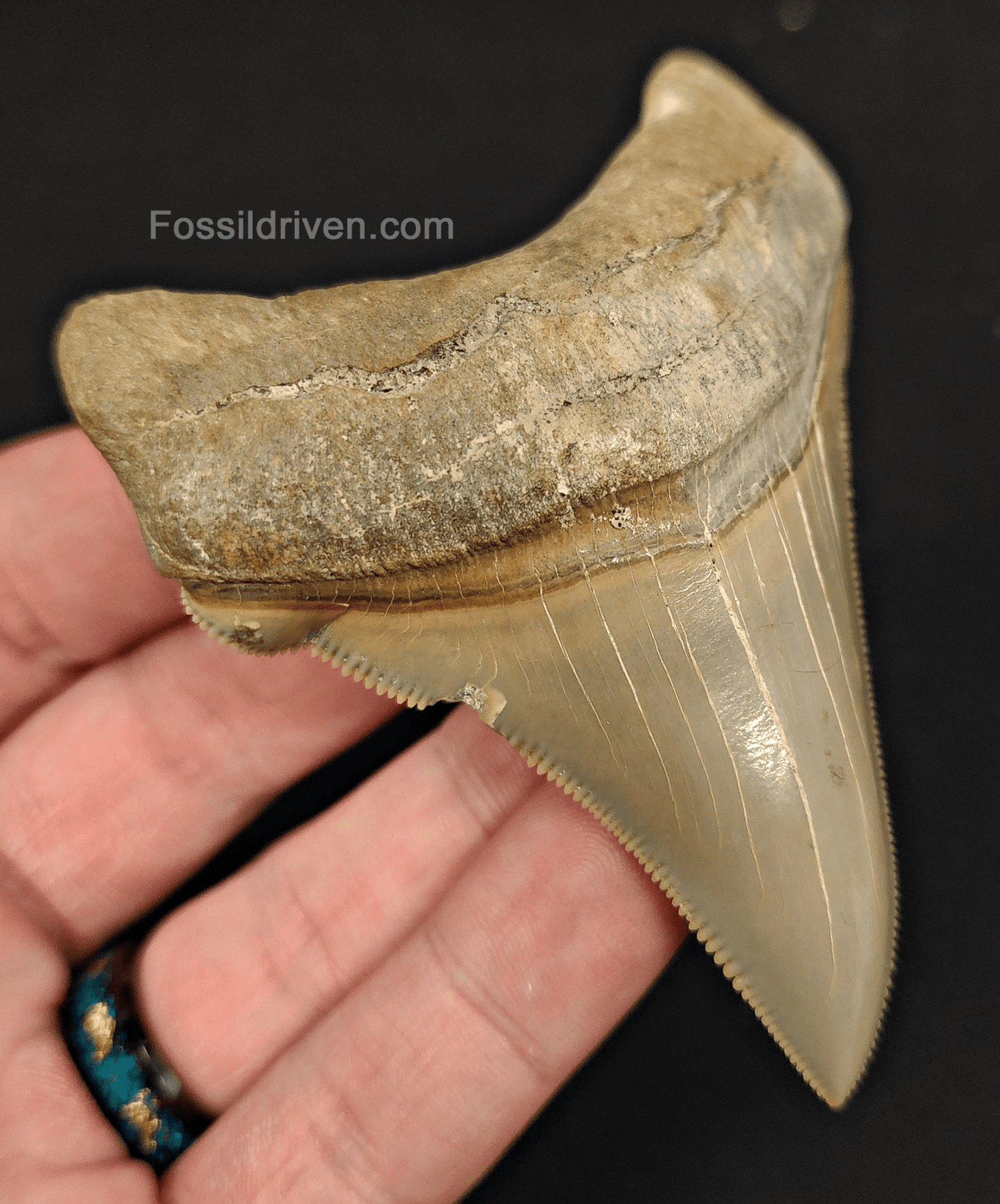 3.48" Fossil Chubutensis Shark Tooth - Lee Creek - Authentic Fossil - Fossil Driven
