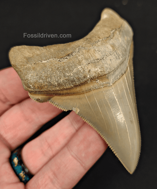 3.48" Fossil Chubutensis Shark Tooth - Lee Creek - Authentic Fossil - Fossil Driven