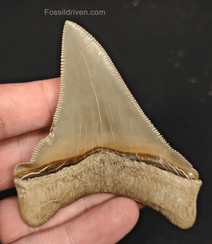 3.48" Fossil Chubutensis Shark Tooth - Lee Creek - Authentic Fossil - Fossil Driven