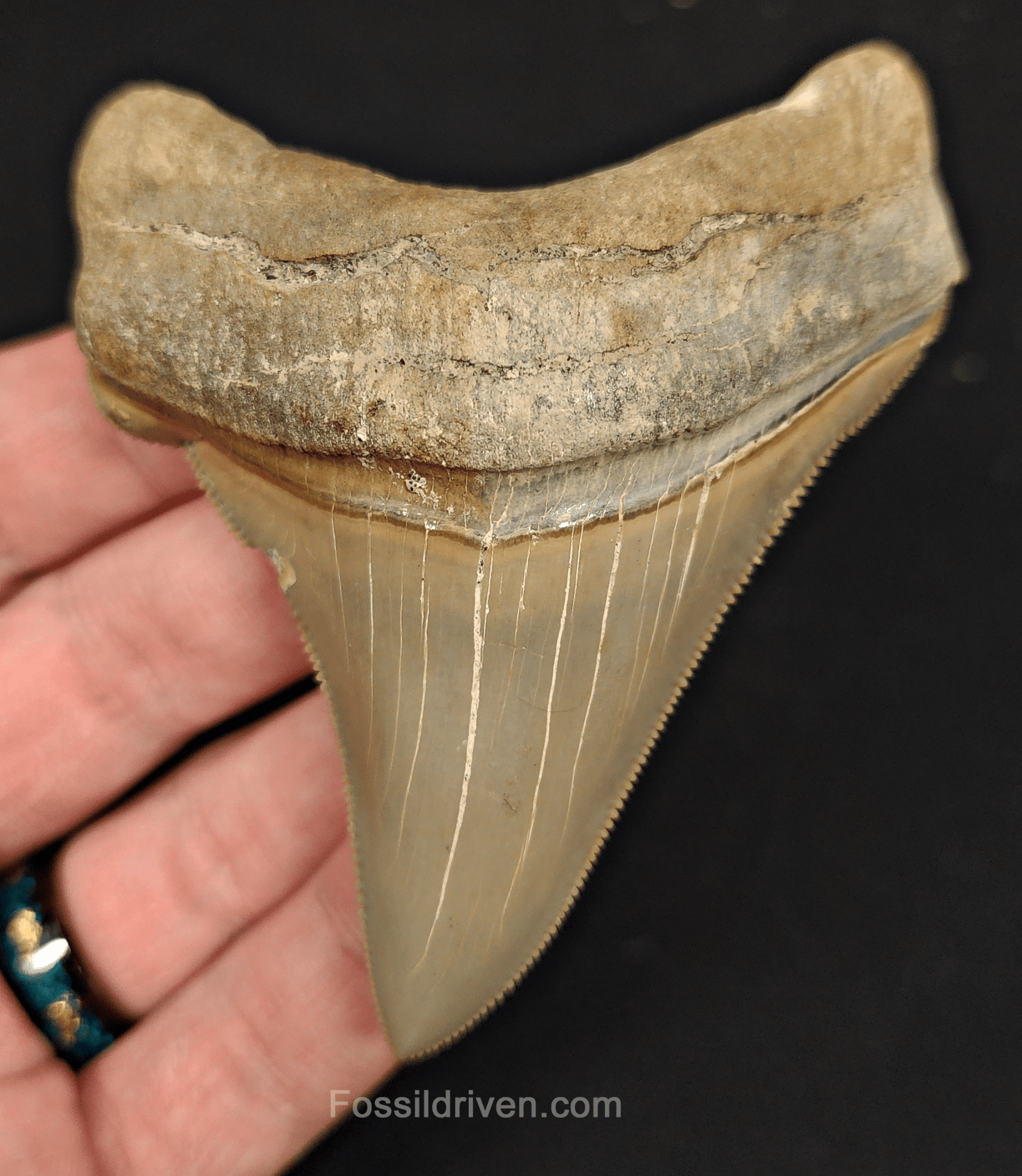 3.48" Fossil Chubutensis Shark Tooth - Lee Creek - Authentic Fossil - Fossil Driven