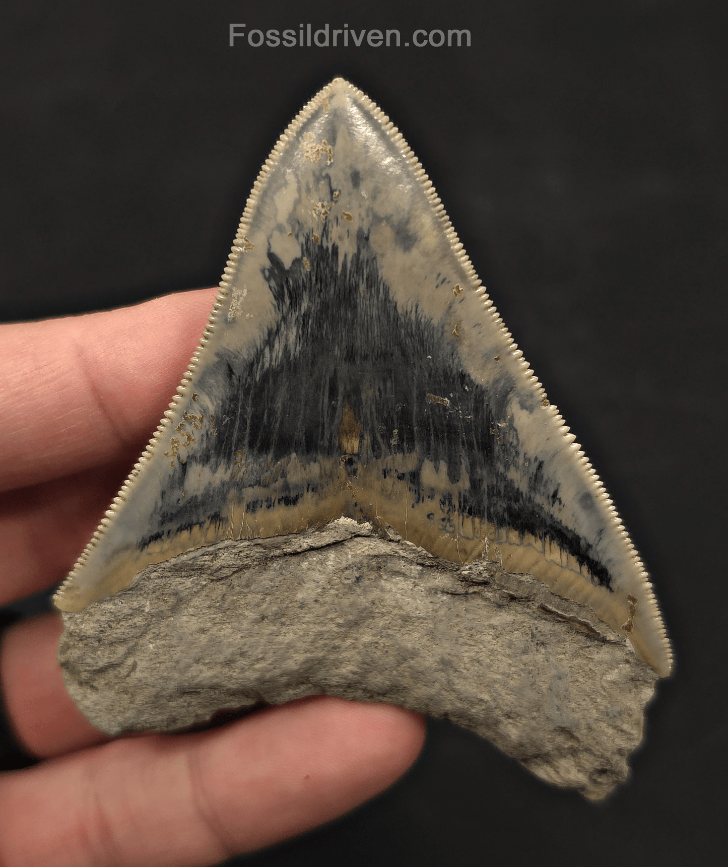 3.49" Razor Sharp Fossil Megalodon Tooth - Java, Indonesia - Fossil Driven