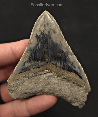 3.49" Razor Sharp Fossil Megalodon Tooth - Java, Indonesia - Fossil Driven